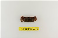 藏品(短身大眼蟹)的圖片